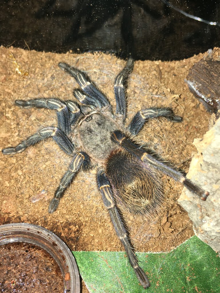 Sold as suspect female Homoeomma sp blue