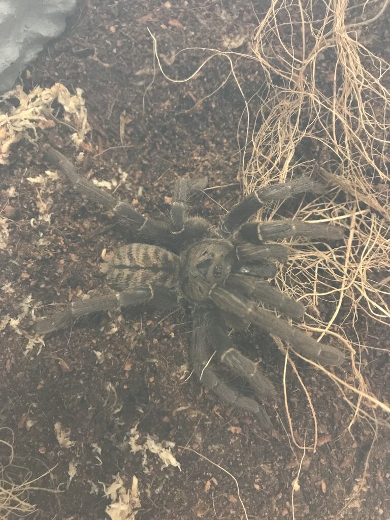 Sold as Thai Earth Tiger (cyriopagopus paganus) need help!