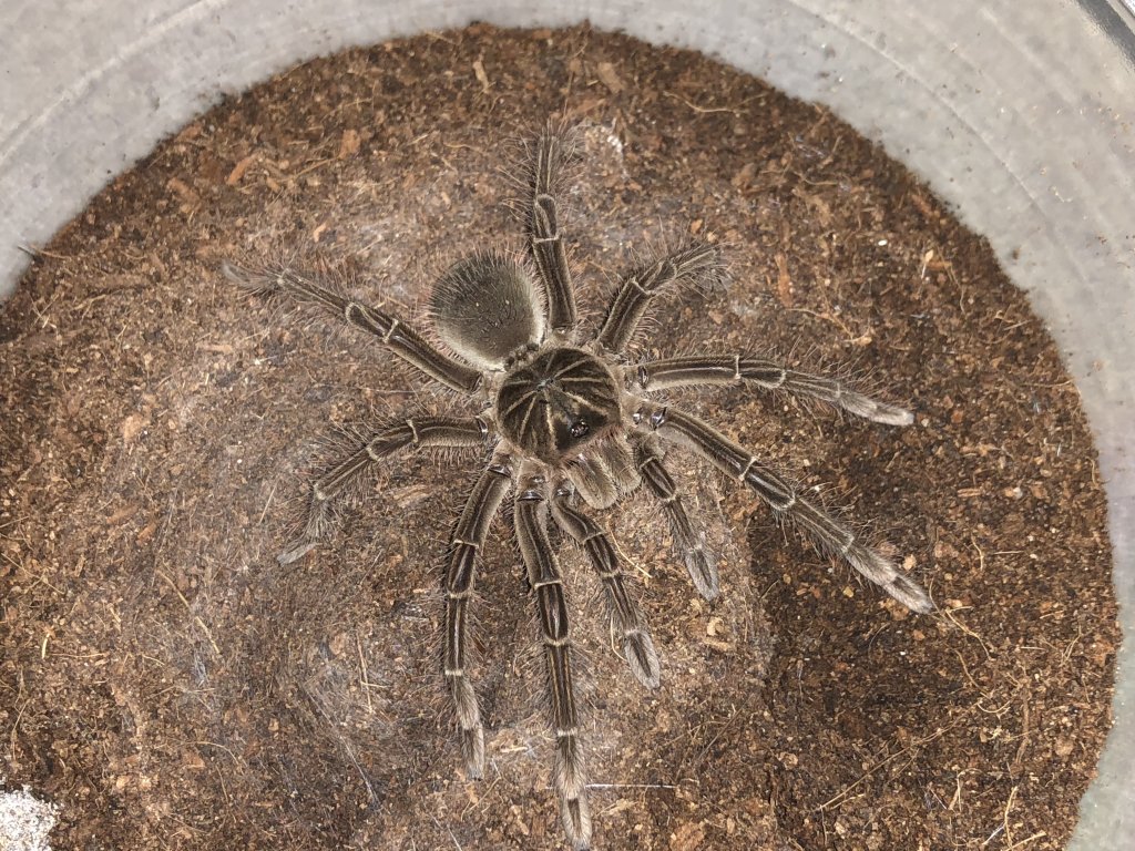 Sold as Theraphosa blondi