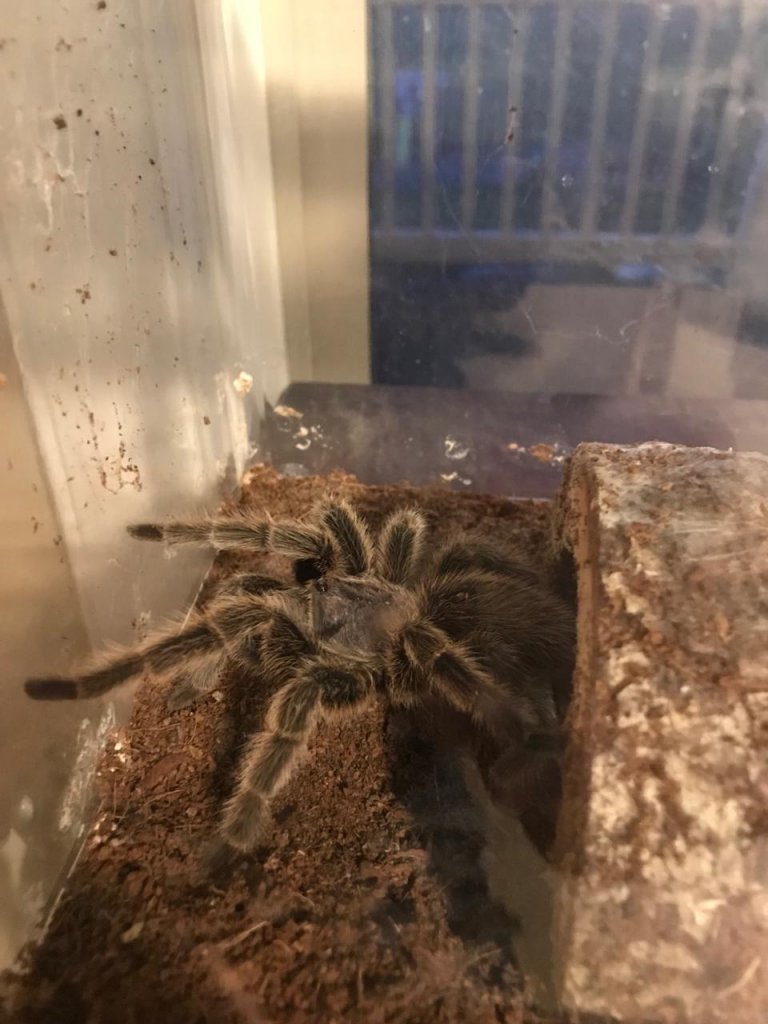 Sold as Western Red Rock Tarantula