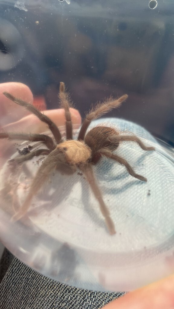 Sold under just “Theraphosa sp”