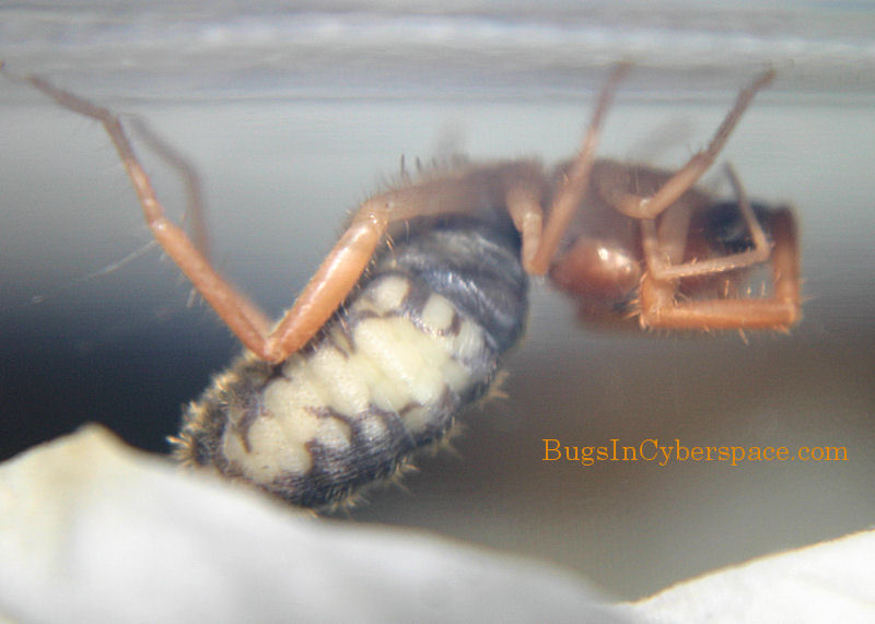 Solifugid With Eggs