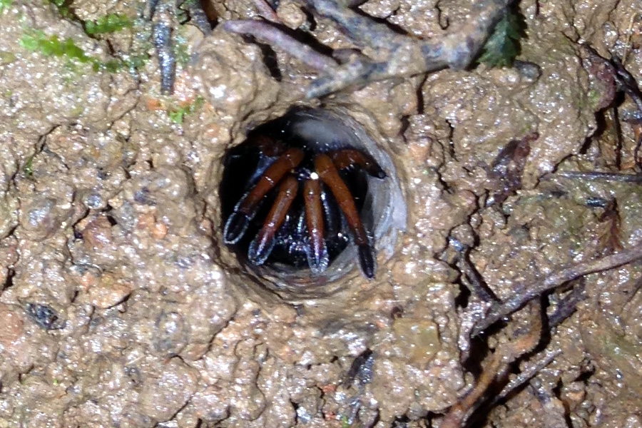 Some burrowing spider