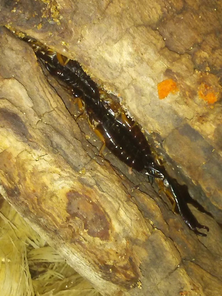 Some of my Maritime earwigs (Anisolabis maritima) chilling in some drift wood