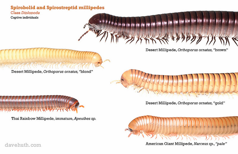 Some of my millipedes