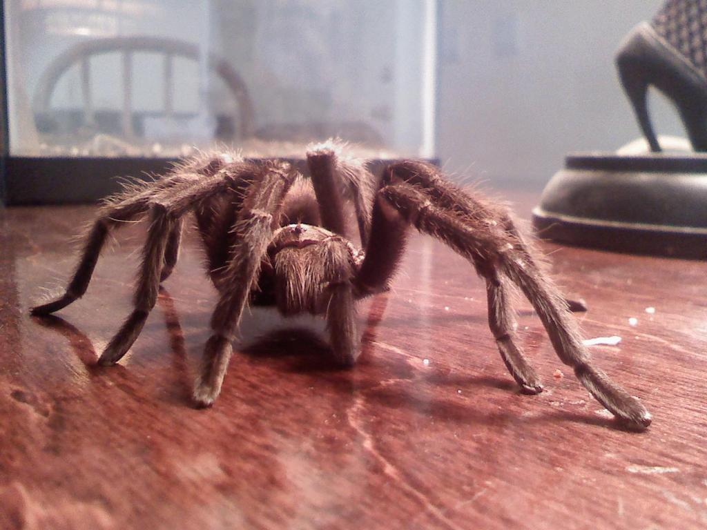 some other photos of the spider