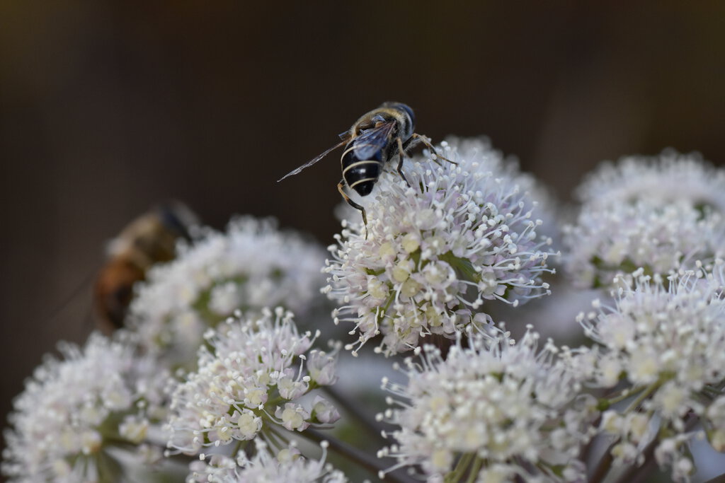 Some sort of Syrphid fly.