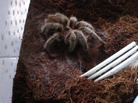 Some Tarantulas