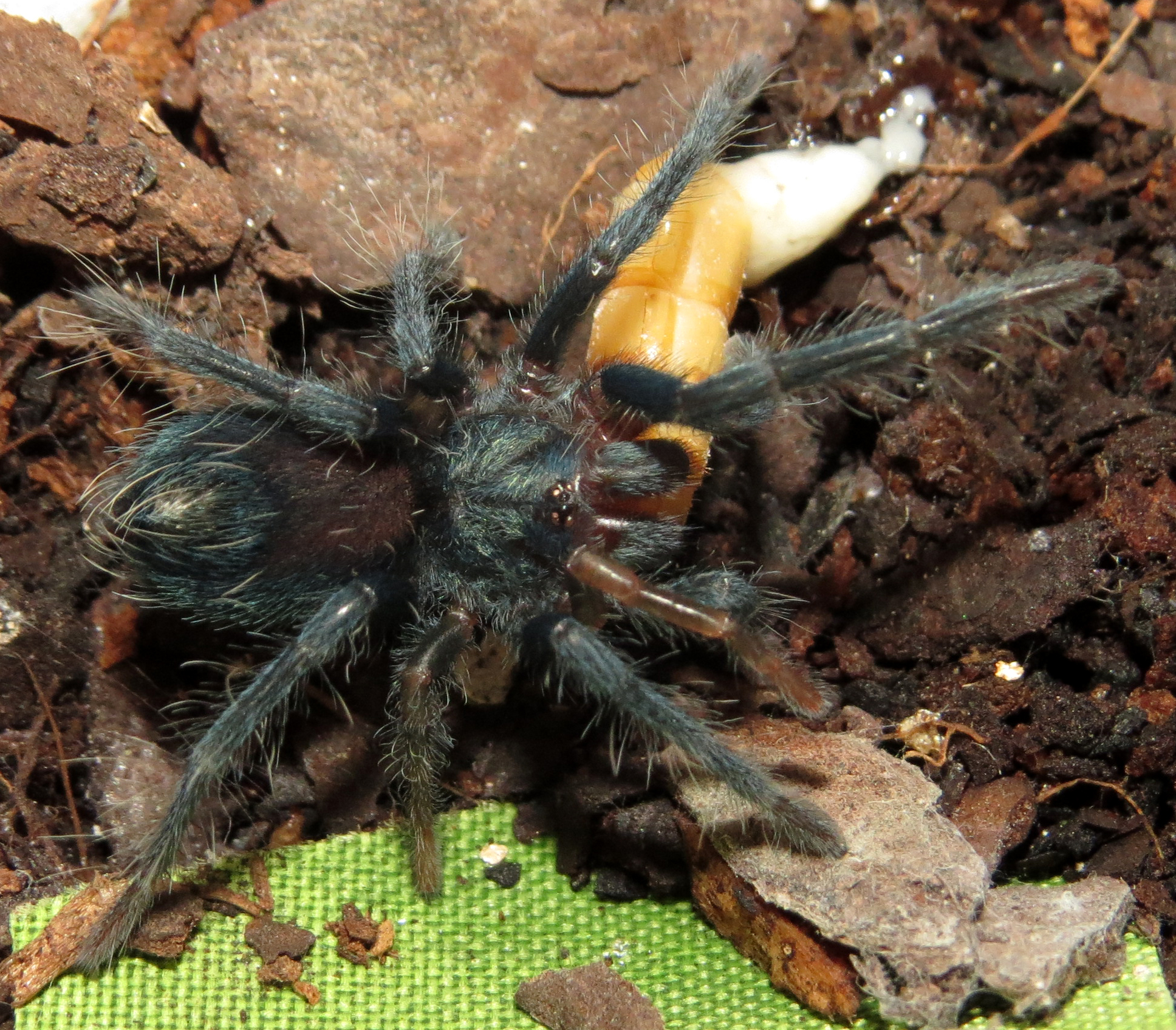 Something to Sink Your Teeth Into (♀ Phormictopus sp. "south Hispaniola" 1")