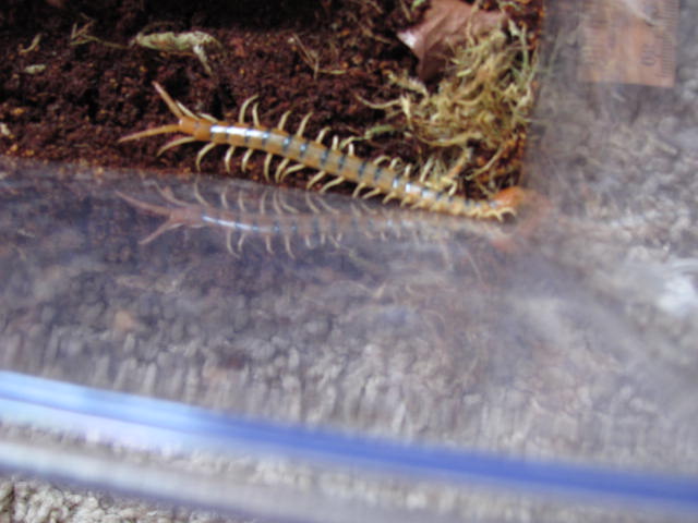 South Western Tiger Centipede