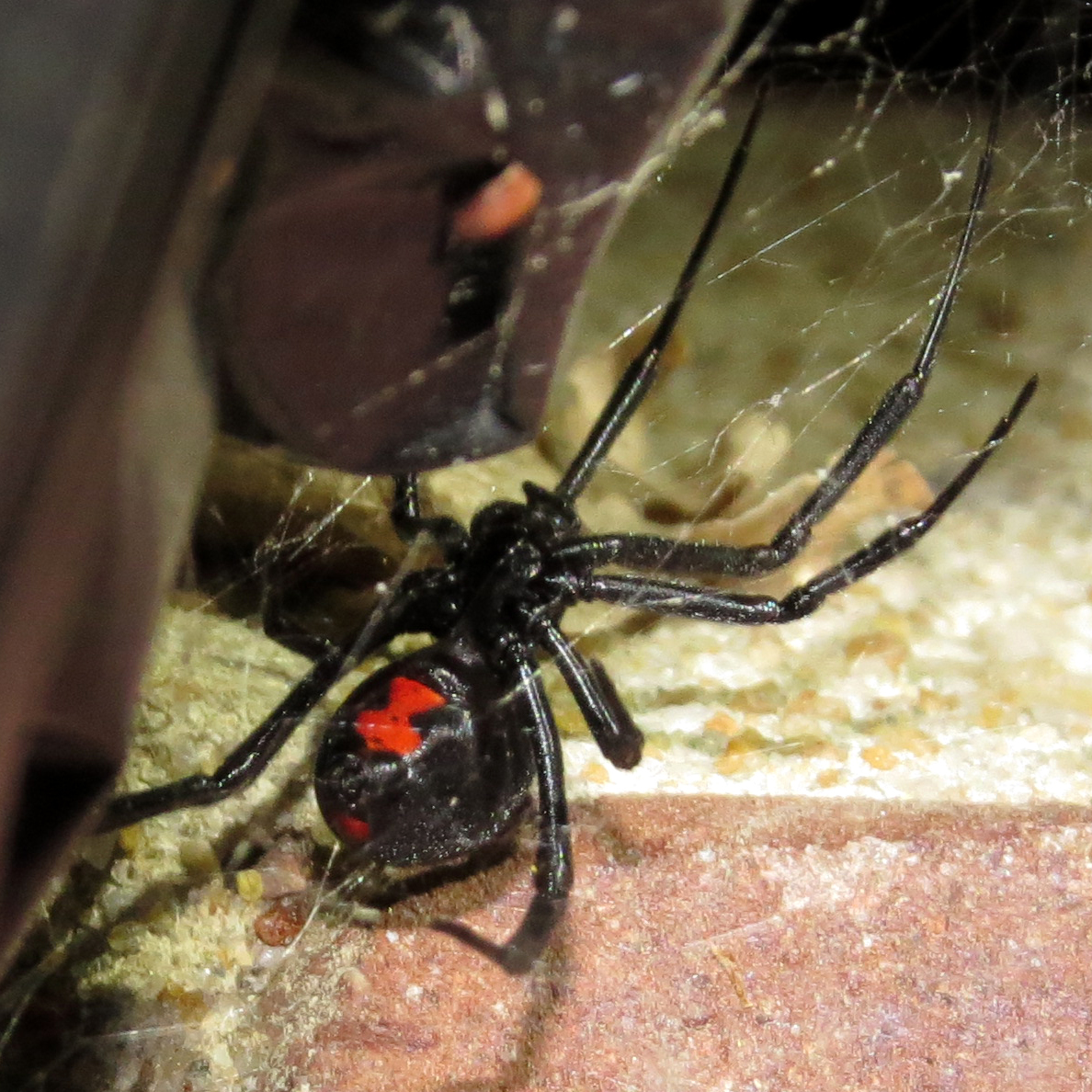 Southern Black Widow (♀ Latrodectus mactans)