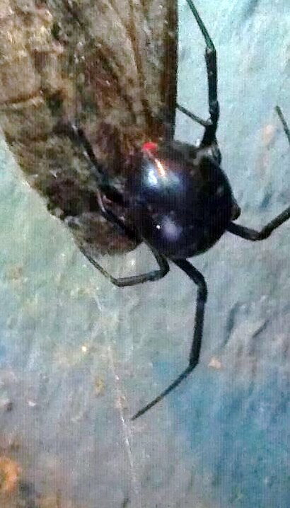 Southern Black widow