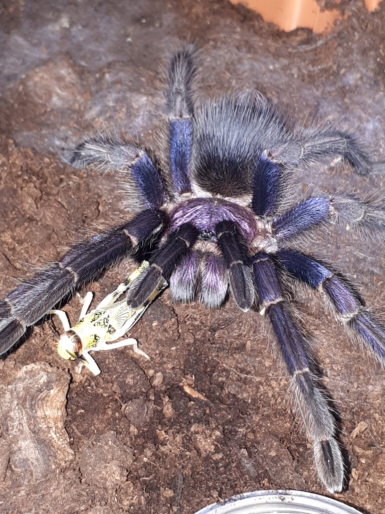 Sp. Dominican Purple (ex cautus)