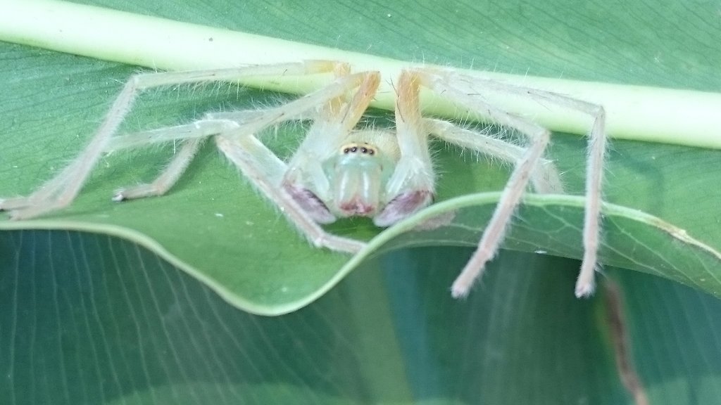 Sparassidae olios