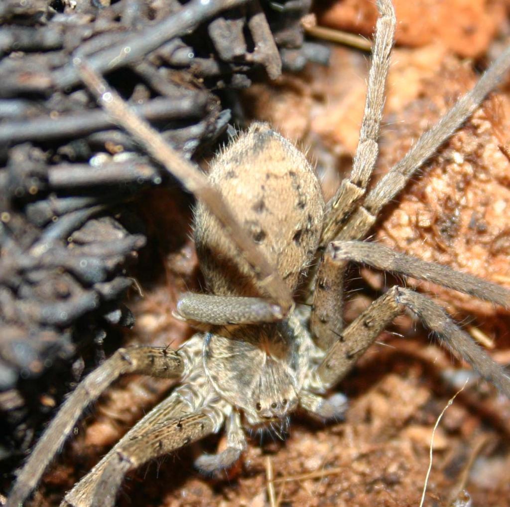 Sparassidae spp. [ex.Dom.Republik]