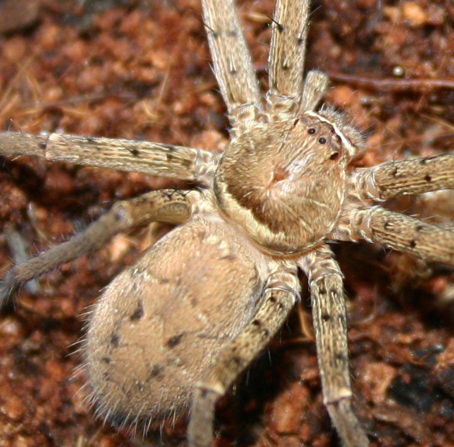 Sparassidae spp. [ex.Dom.Republik]