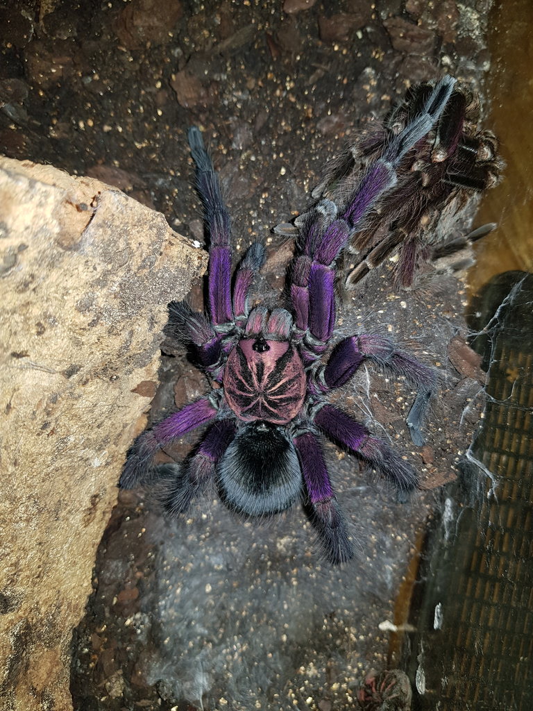 Special moult! (P.Vespertinus)