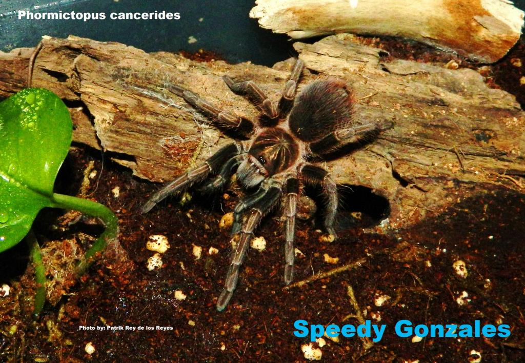 Speedy Gonzales, my P cancerides