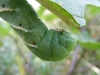 Sphingidae sp?