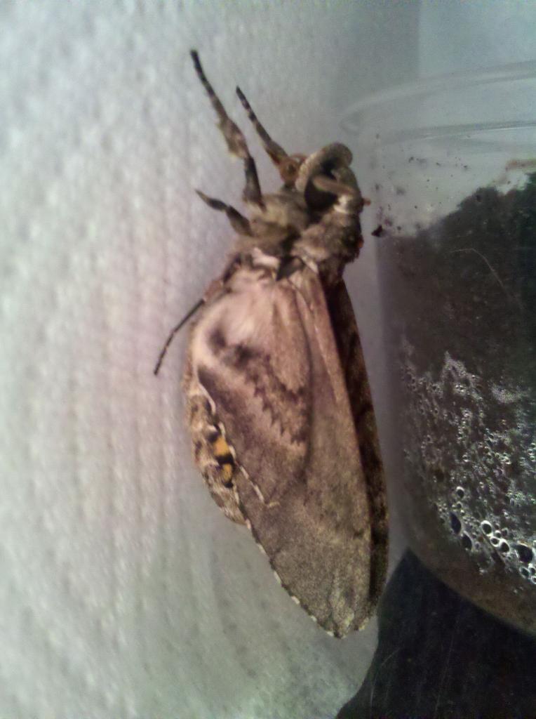 Sphinx Moth side view