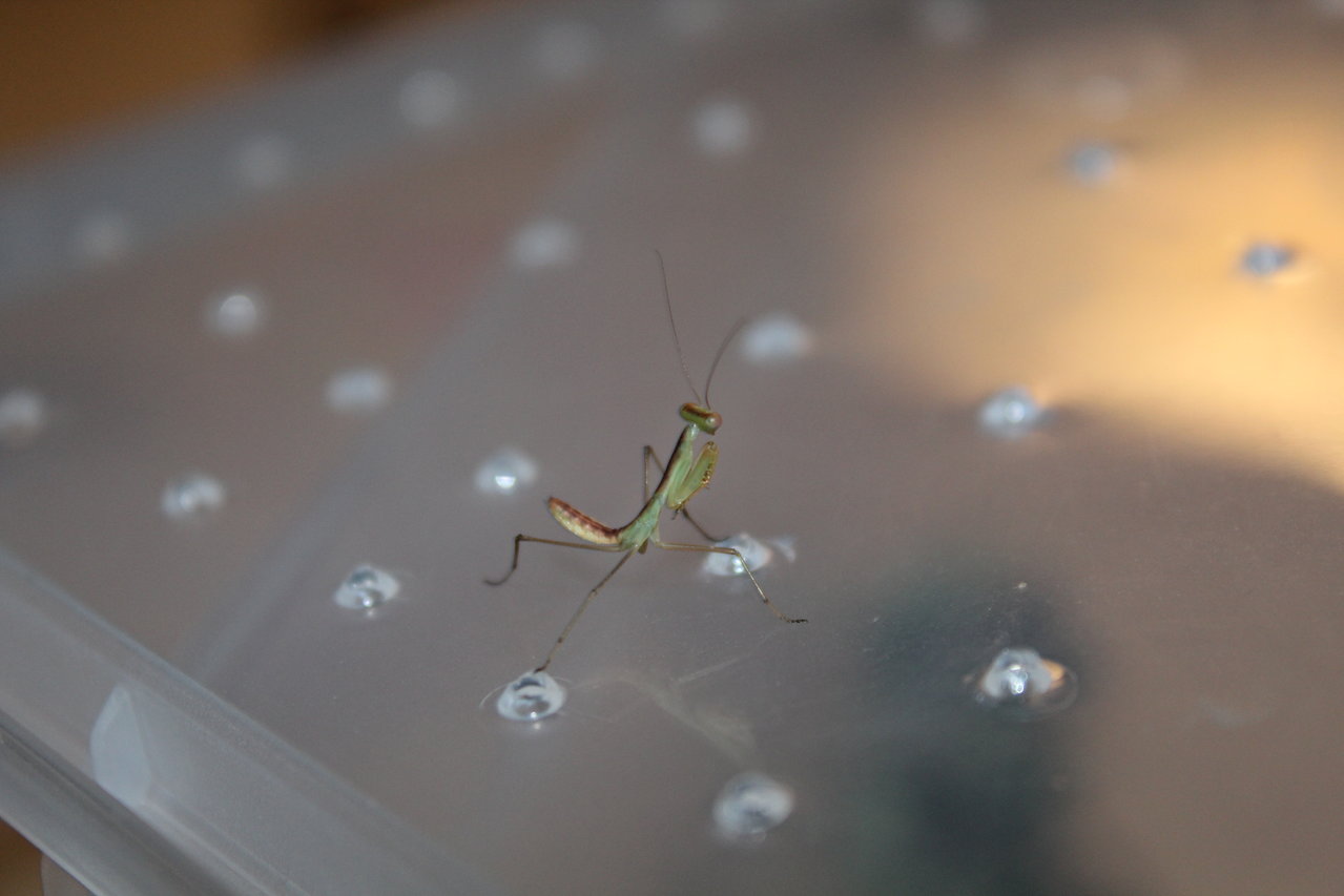 sphodromantis lineola