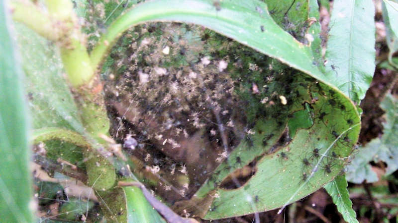 Spider Colony In The Amazon Rainforest