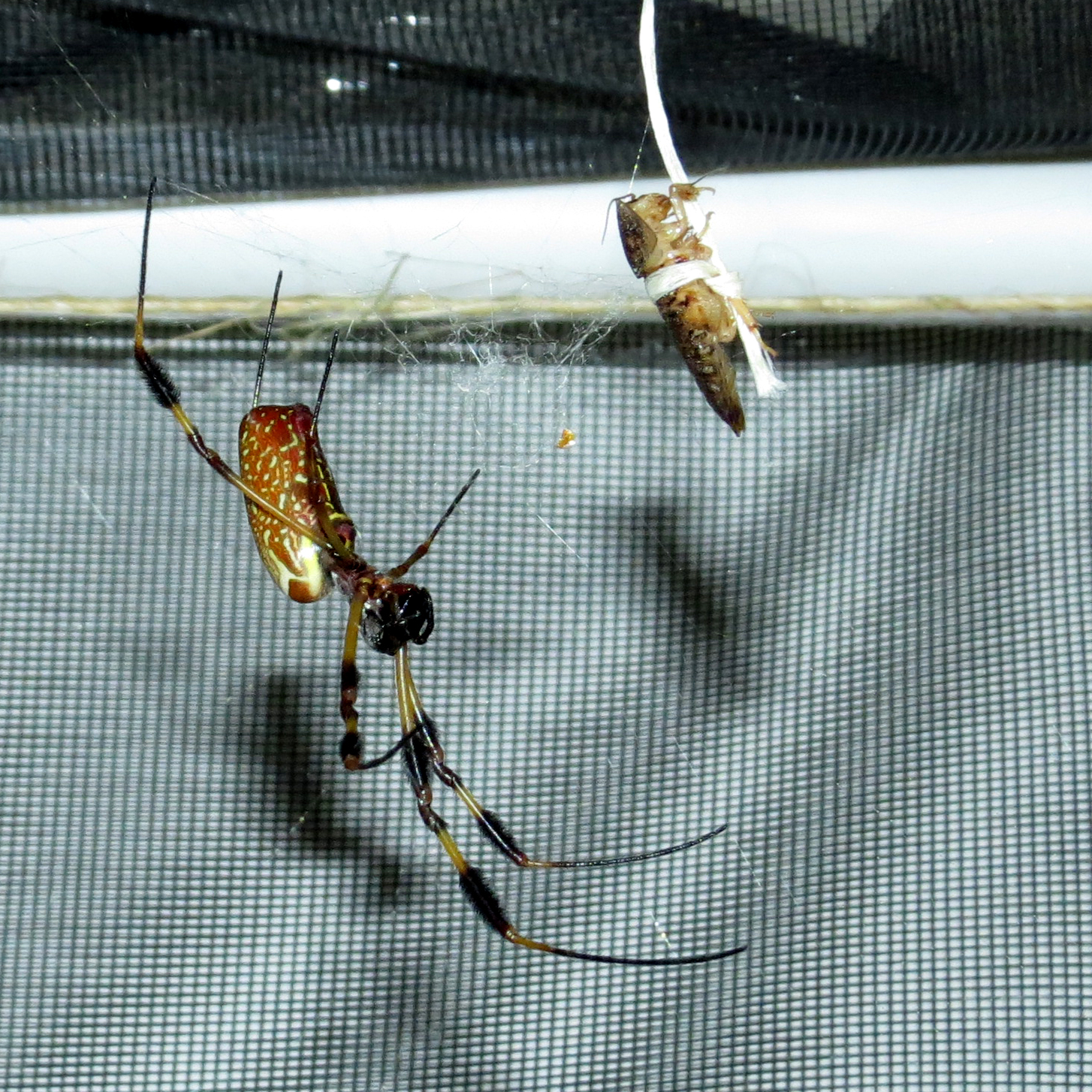 Spider Fishing (♀ Trichonephila clavipes)