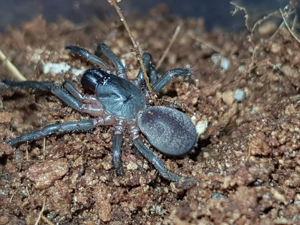 Spider from Adelaide, Australia