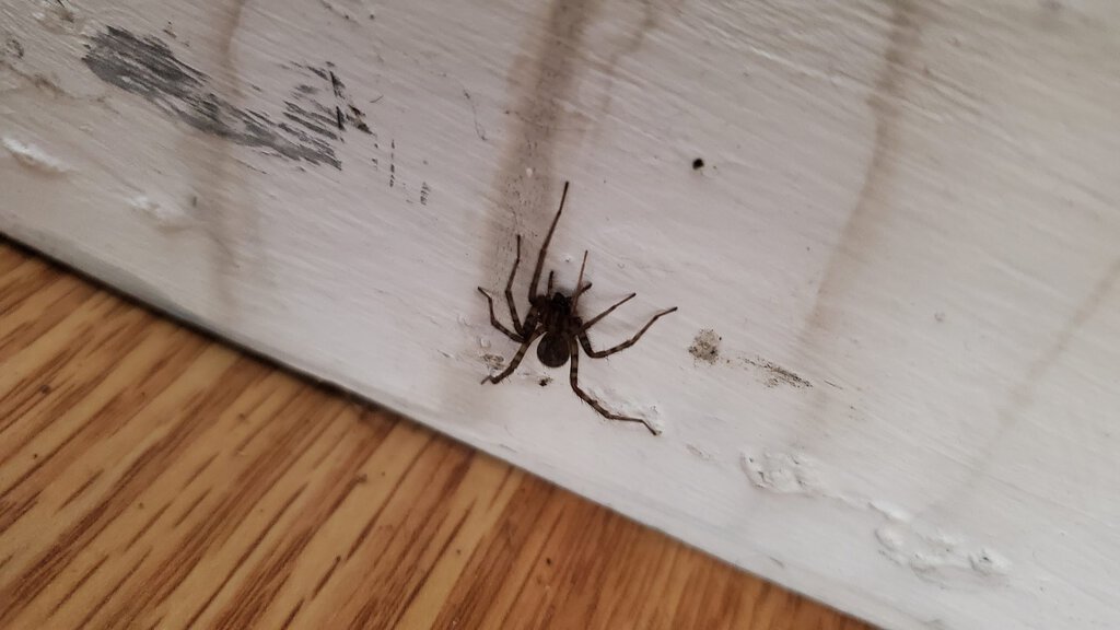 Spider From Newfoundland