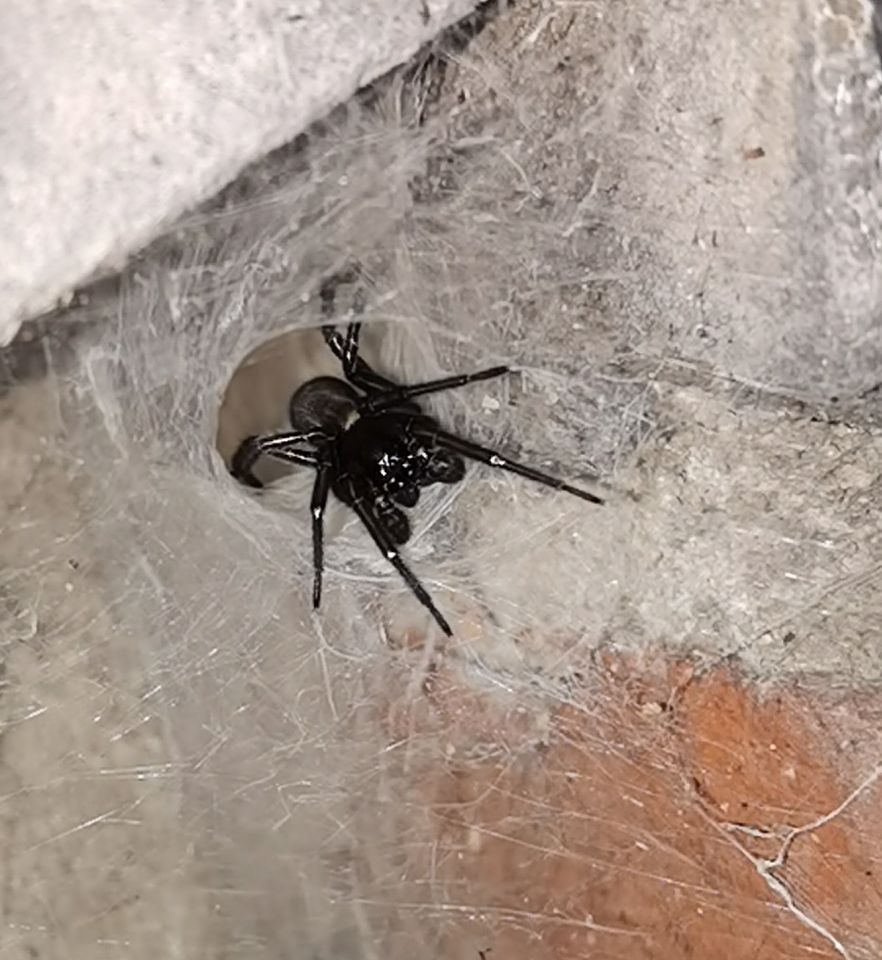 Spider ID please [1/3]