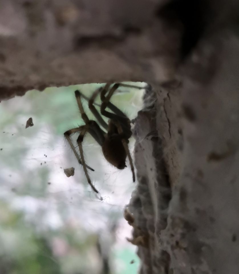 Spider ID please [2/3]