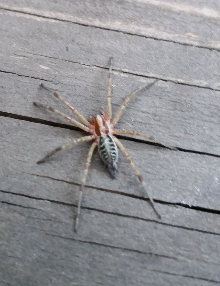 Spider ID please [3/3]