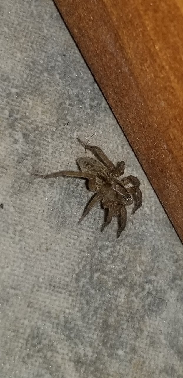 Spider ID Please