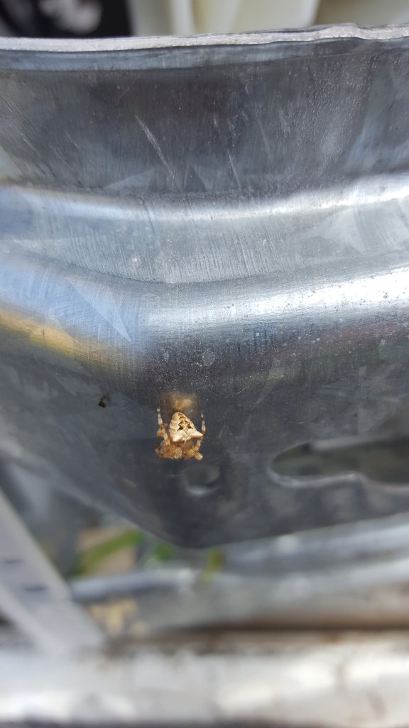 Spider ID Request