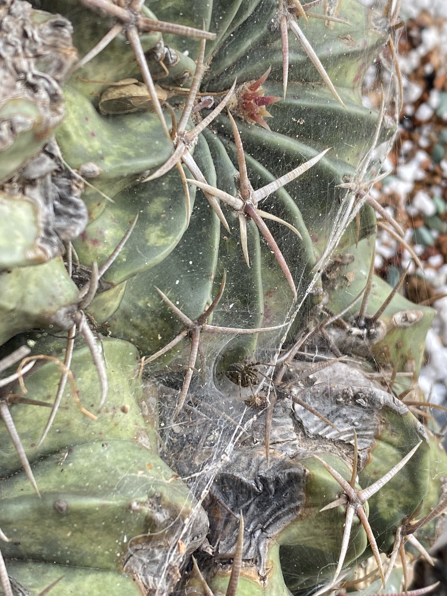 Spider living in a Echinocactus texensis.