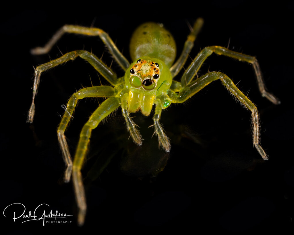 Spider Lyssomanes viridis-7274.JPG