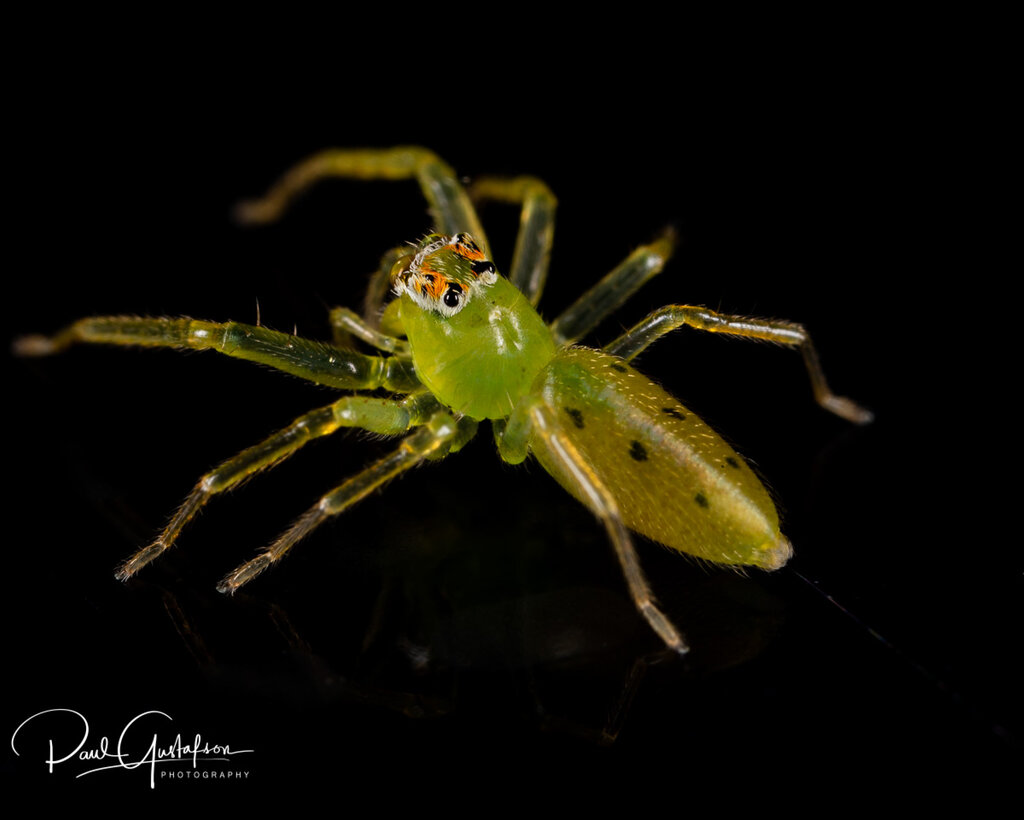 Spider Lyssomanes viridis-7365.JPG