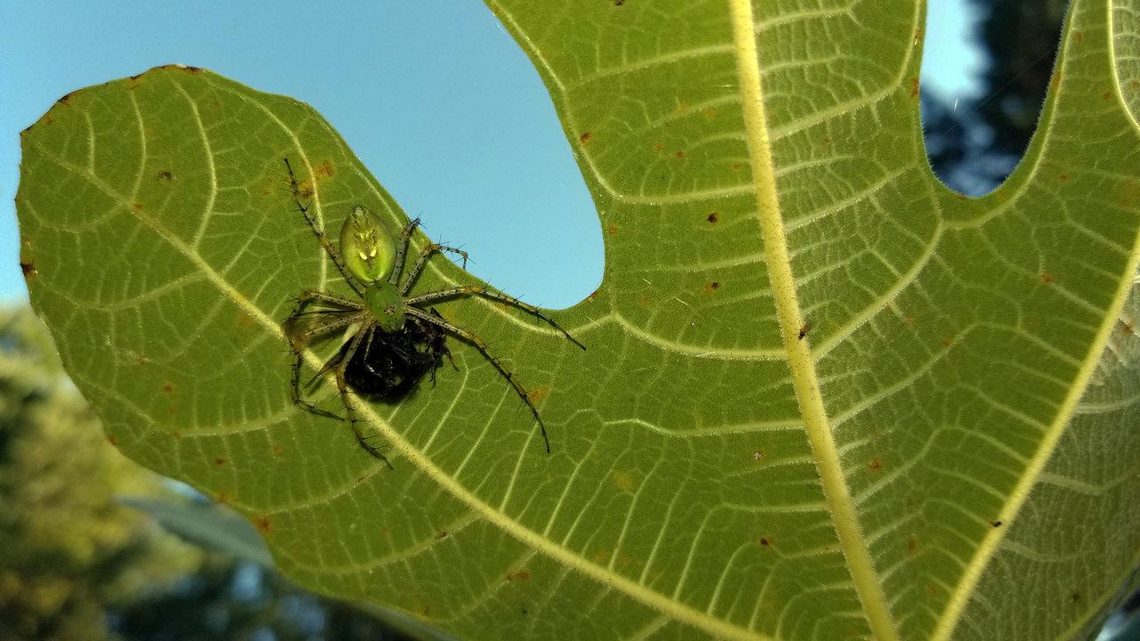 Spider on the fig out back.