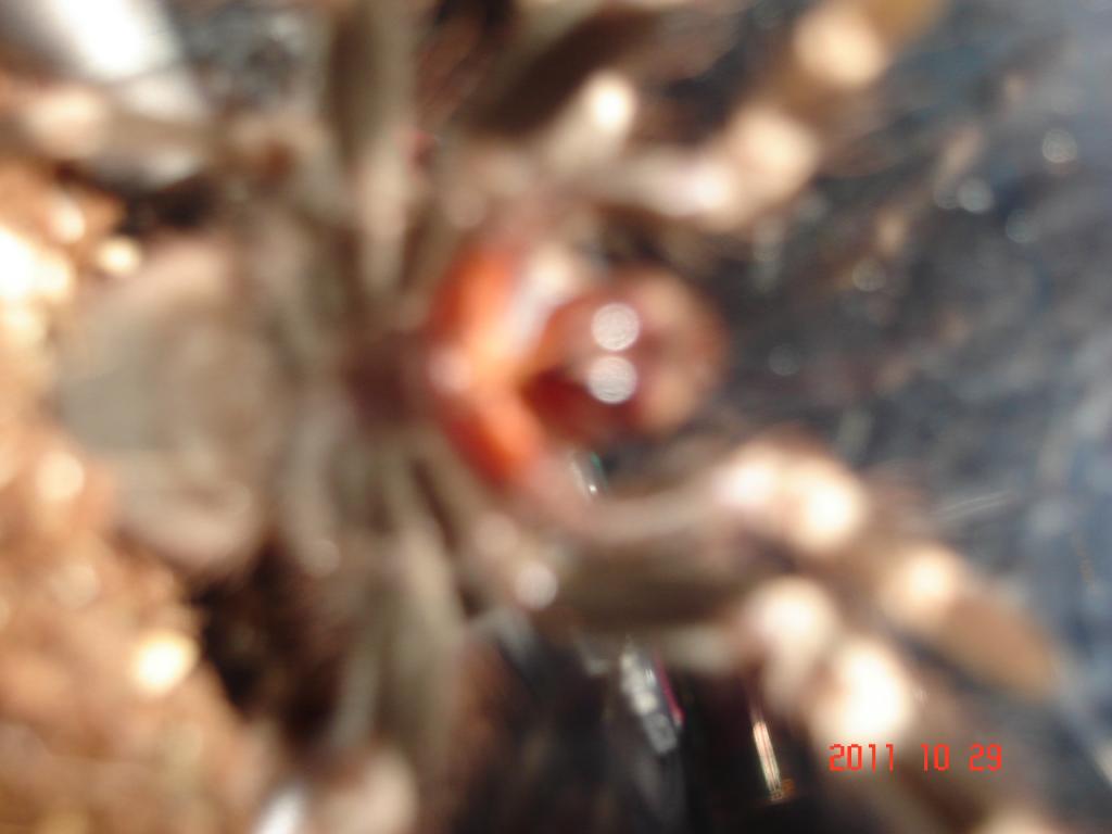 spider pics 005