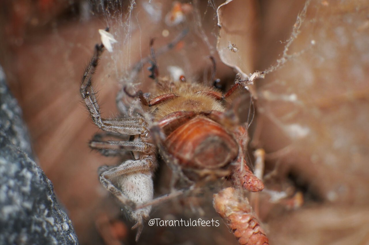 Spider that caught a bee