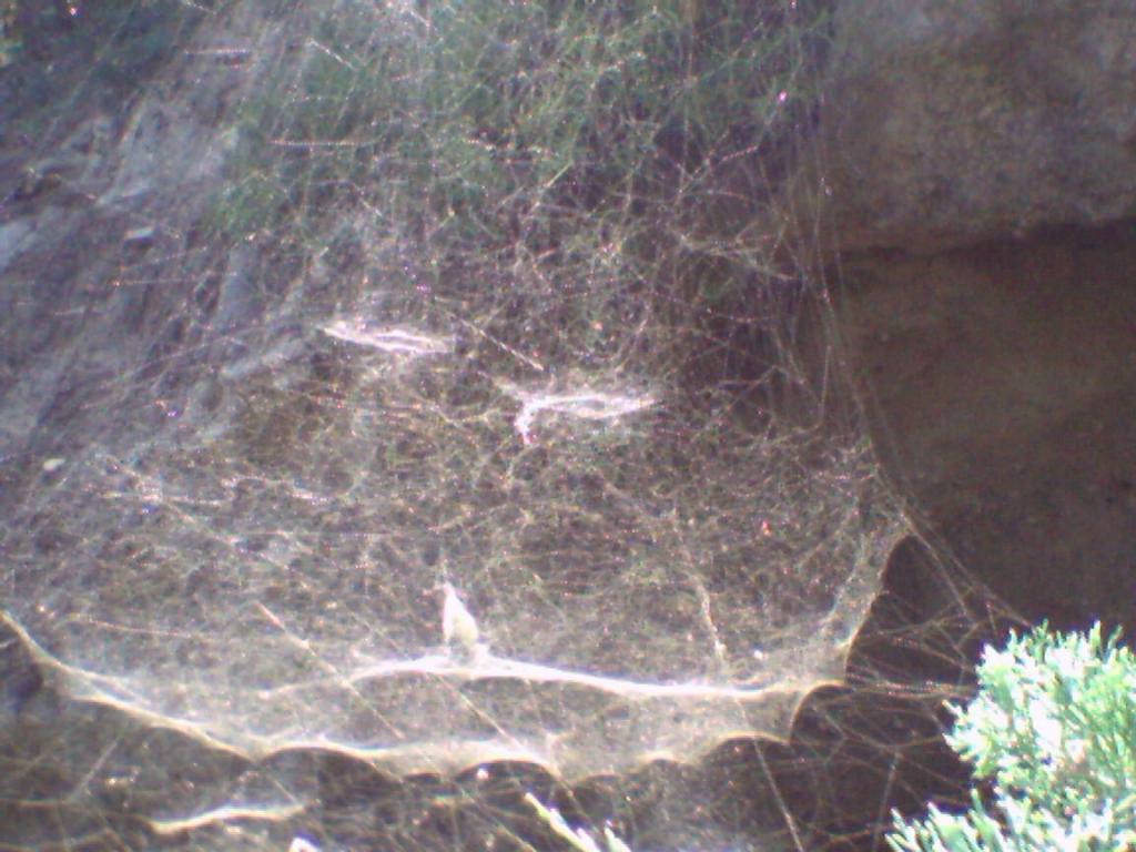 Spider Web