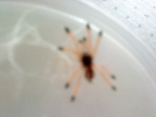 spiderling Avic for identification