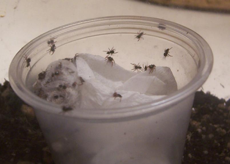 Spiderlings hatching 5-7-08