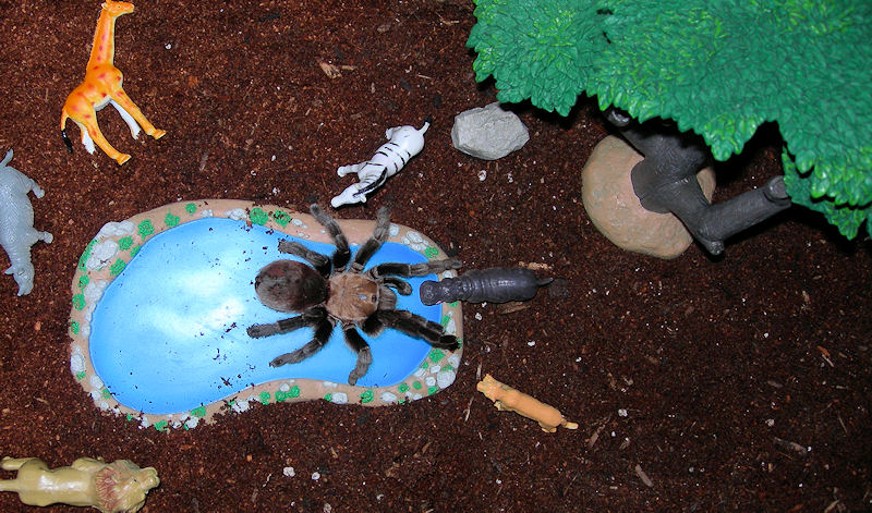 Spiderzilla Attacks Africa