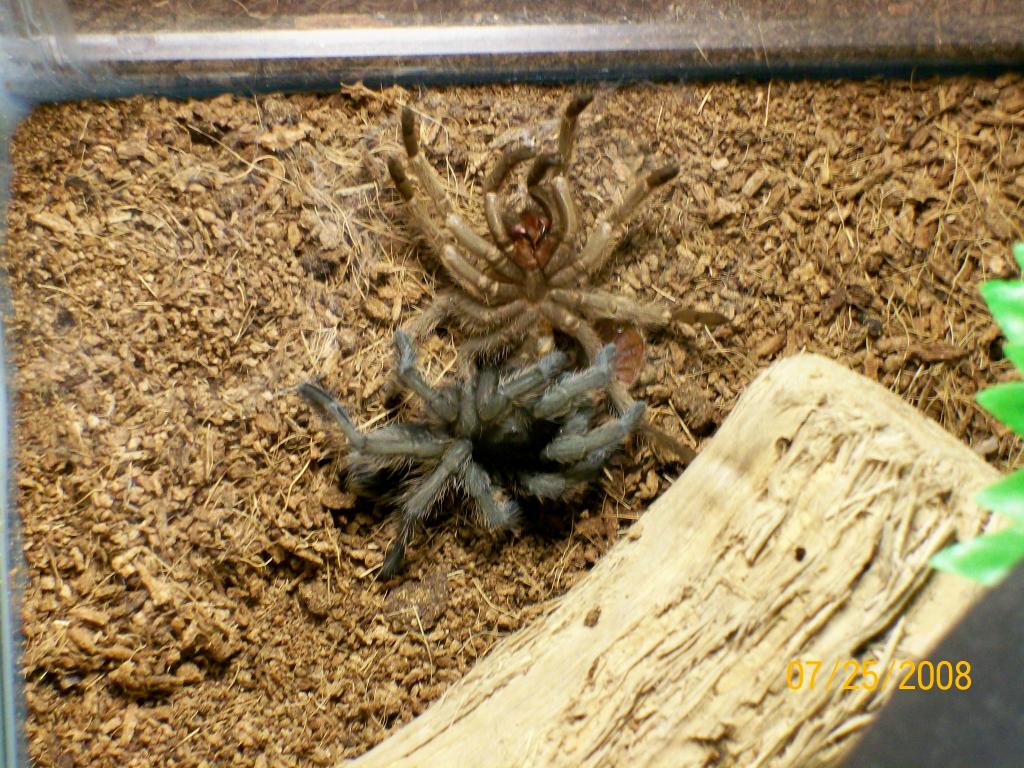 Spidey 7-25-08 after molt