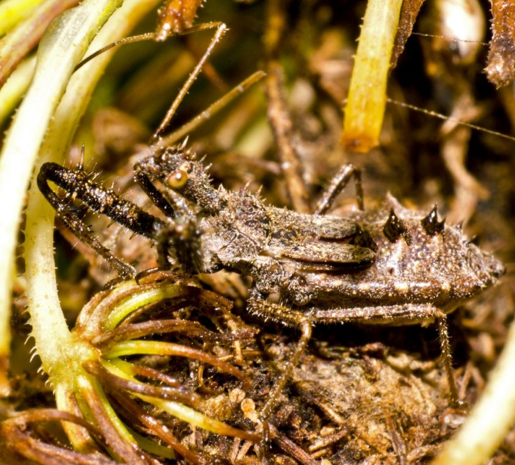 spiny assassin (Sinea diadema)