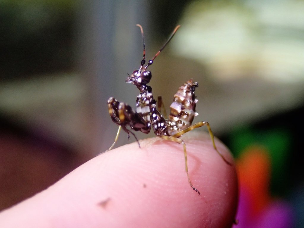 Spiny Flower Mantis nymph