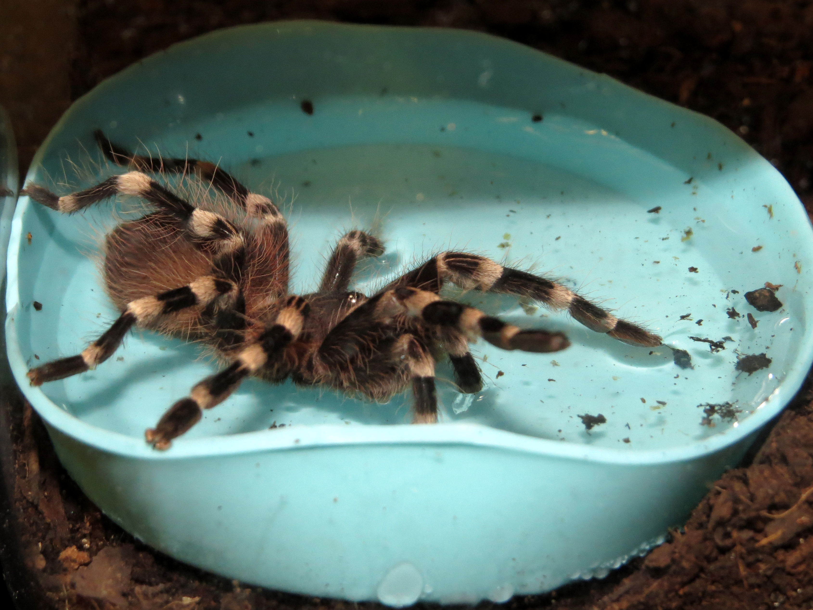 Splish Splash (♂ Acanthoscurria geniculata 3")