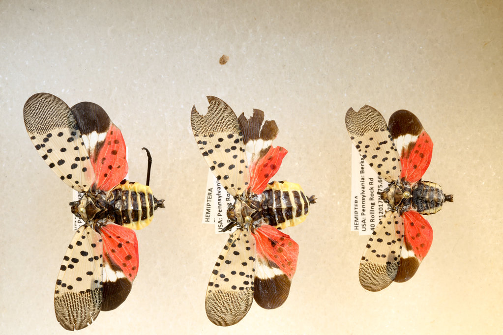 Spotted Lantern Fly (bad guys!)