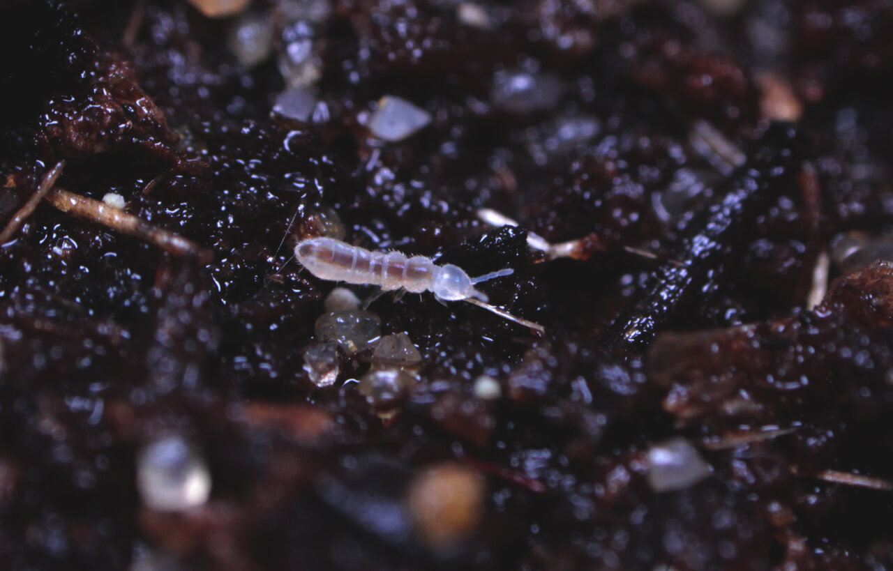 Springtail / Collembola